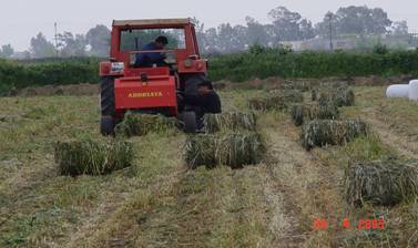Soldurulmu? ot silaj? iin balya yap?lmas?